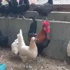 دجاج حساوي أو بلدي