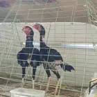 ديوك باكستاني للبيع