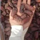 تمور جملة