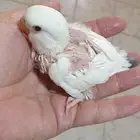 فروخ روز البينو محجله بملحقات