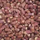 صقعي حبه كبير