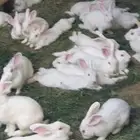ارانب فرنسي للبيع