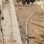 دجاج بلدي وبياض 12 حبه و2دياك وقفص دجاج