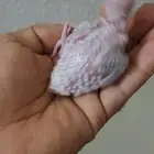 Pineapple Conure Chicks Red Factor