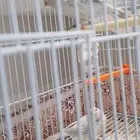 كناري النوع اوبال ذكر و انثي الذكر تغريد شرط صحة ما انتج