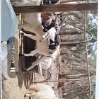 ماعز مشكلة عدد 14