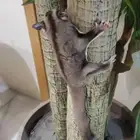 سنجاب   طائر للبيع لا ابيعه بأقل سعر لا يتواصل إلا الجاد