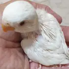 فروخ روز محجله للبيع مع مرفقات