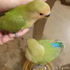 فروخ روز جرين محجله مع مرفقات