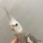 عصفور ضايع في العزيزية ت6