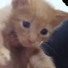 قطط لتبني