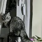 قطط تبني