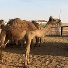 بكار طيبات الشعلا دبيانيه والشقحا كحيلانيه