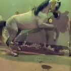 خيل للبيع واهو فاخر