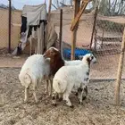 طليان طيبه