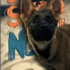 للبيع أنثى جيرمن ورك لاين