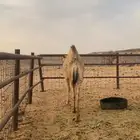قعود اشقح طيب فردي باتلي