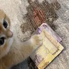 فندقه قطط -حيوانات 15