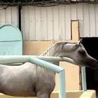 حصان عربي واهو
