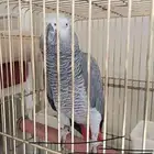 كاسكو