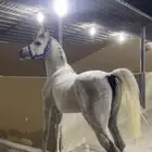 حصان واهو