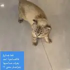 قطه