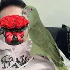 فرخ يلوناب بيور اليف ولعوب وهدد