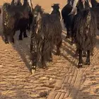معزاء عوارض طيبه