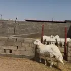 طلي حري جذع باقي ما هديته