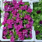 تركيب شبكات ري تزراعي حديق جميع الثجار و انخيل ر