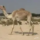 هجن بكره حقه ذلول