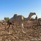 معشر وضروبه