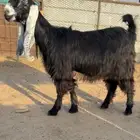للبيع معزاااء عوارض .. مقاني طيبه