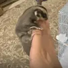 2 صغار لسنجاب طائر (شوقر جلايدر)