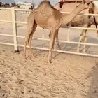 للبيع فطيمه نوعيه فاخره