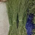 مرخ الحنيذ طازج ويومي