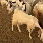 معزا