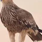 مطلوب يا شباب