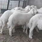 ذبايح الدوادمي و الرياض