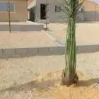 يوجد لدينا جميع انواع النخيل العربي_والواشنطن