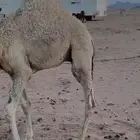 حشو قعدان حيران