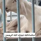 هريد نادر جمال راس وبراص وشعره وجبر بعمر ( 5 ) شهور