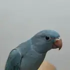 ببغاء دره فرخ