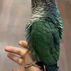 كنيور اليف