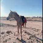 حصان شعبي العمر سنتين وثلاث اشهور السلامه سليم وحار