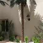 نخل صناعي مقاسات مختلفه