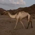 ناقه اصيل اعلومها واتساب
