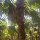 نخل واشنطونيا