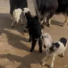 3خلفات نجد للبيع