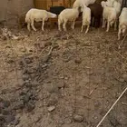 طليان حري